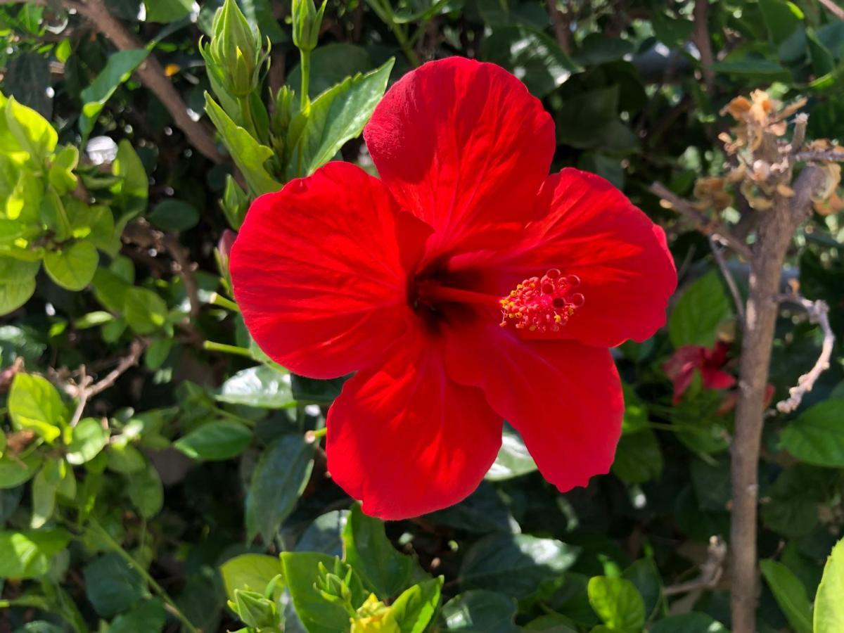 Гостевой дом Red Hibiscus Stegna Архангелос Экстерьер фото