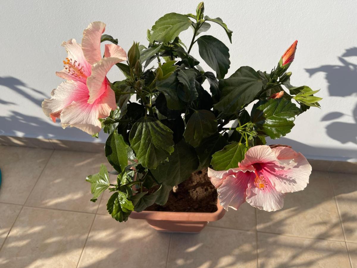 Гостевой дом Red Hibiscus Stegna Архангелос Экстерьер фото