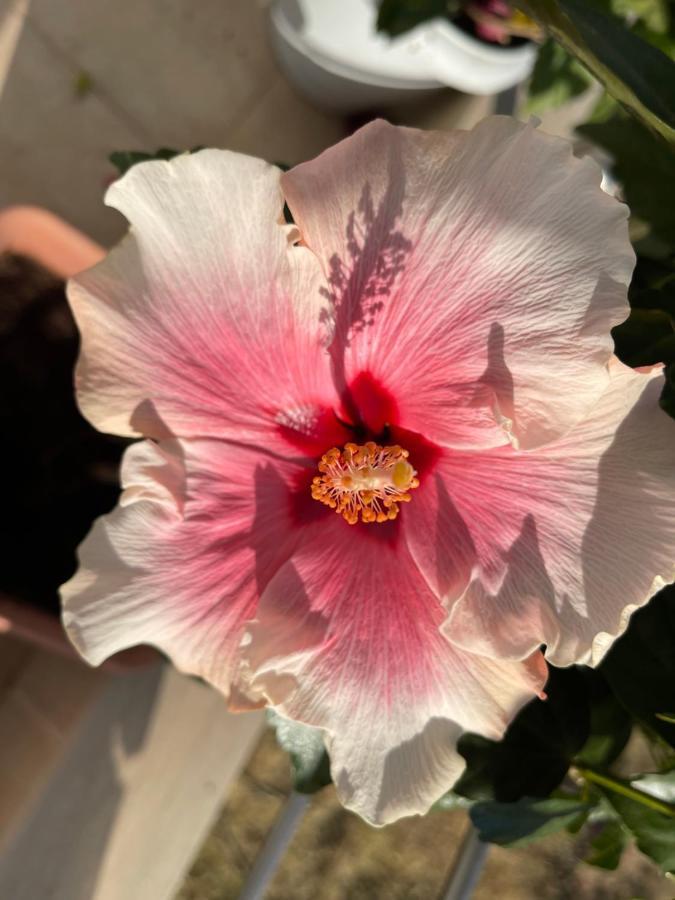 Гостевой дом Red Hibiscus Stegna Архангелос Экстерьер фото