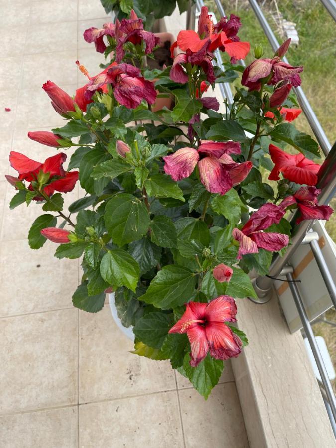 Гостевой дом Red Hibiscus Stegna Архангелос Экстерьер фото