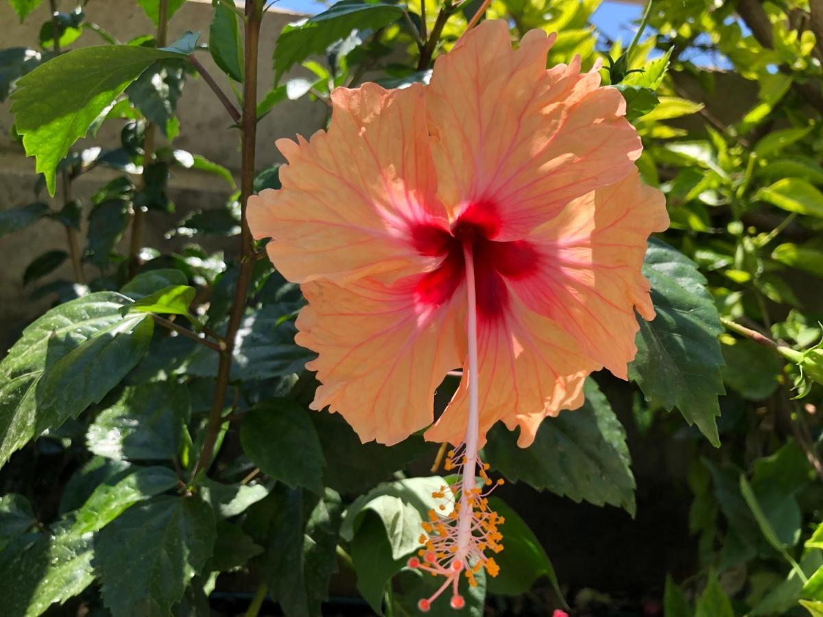 Гостевой дом Red Hibiscus Stegna Архангелос Экстерьер фото